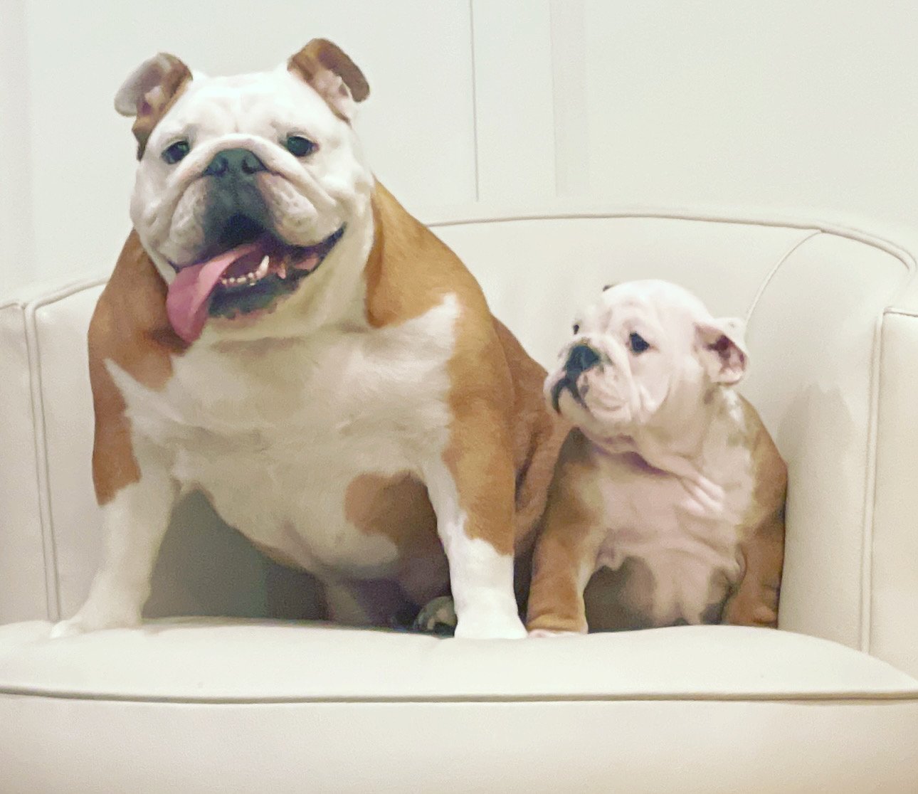 Trish Bio Pic of pups